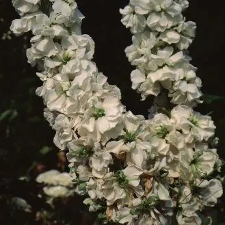 thumbnail for publication: Matthiola incana Stock, Gillyflower